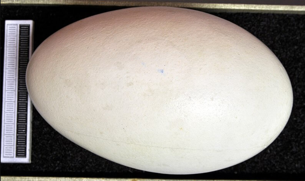 Importancia de este avance para la biodiversidad