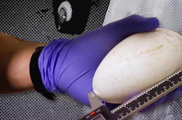 La conservación del cóndor andino tiene esperanzas por un nuevo huevo