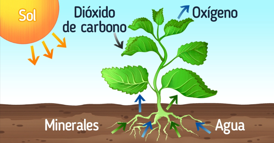 ¿Qué es y por qué importa esta fotosíntesis artificial?