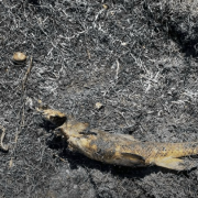 Un pez causó un terrible incendio y múltiples cortes eléctricos