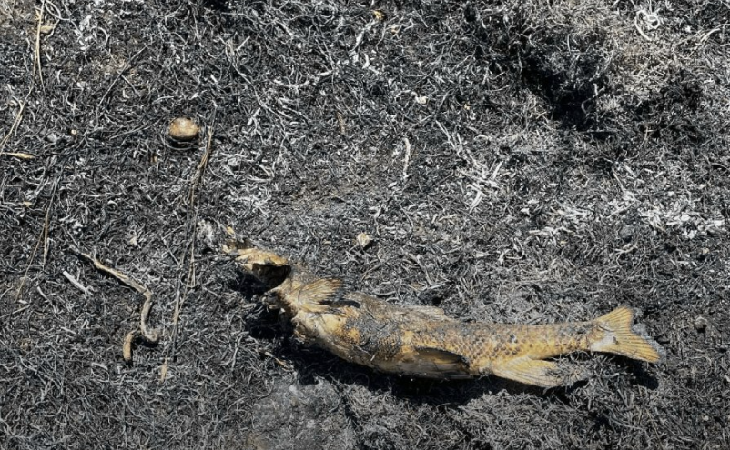 Un pez causó un terrible incendio y múltiples cortes eléctricos