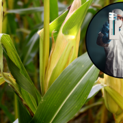 Joven transforma maíz en antivirales altamente efectivos y económicos