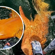 Encuentran el primer tiburón naranja y sorprende a los expertos