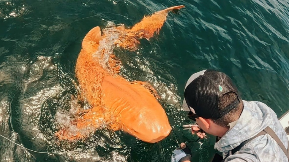 ¿Qué hace tan especial al tiburón naranja de Costa Rica?