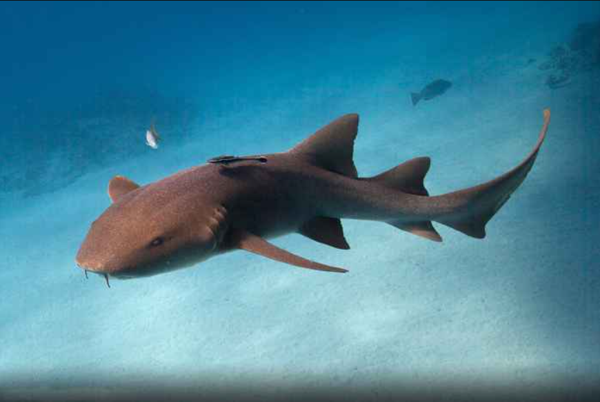 Un tiburón que podría cambiar lo que sabemos sobre la vida marina