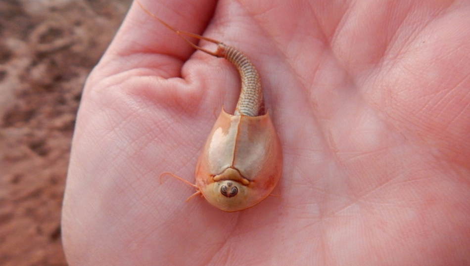 Camarones de tres ojos salen en Arizona: ¿cómo y por qué?