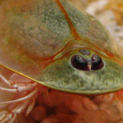 Camarones de tres ojos salen en Arizona, se cree son animales prehistóricos