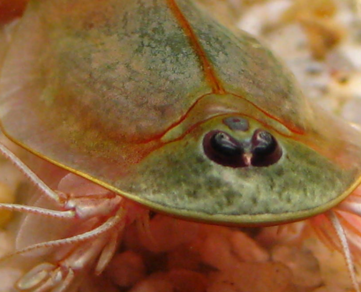 Camarones de tres ojos salen en Arizona, se cree son animales prehistóricos