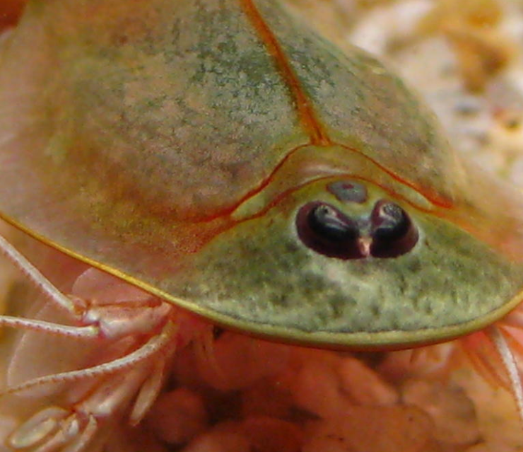 Camarones de tres ojos salen en Arizona, se cree son animales prehistóricos