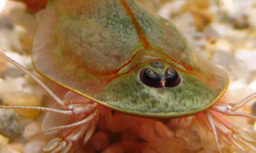 Camarones de tres ojos salen en Arizona, se cree son animales prehistóricos