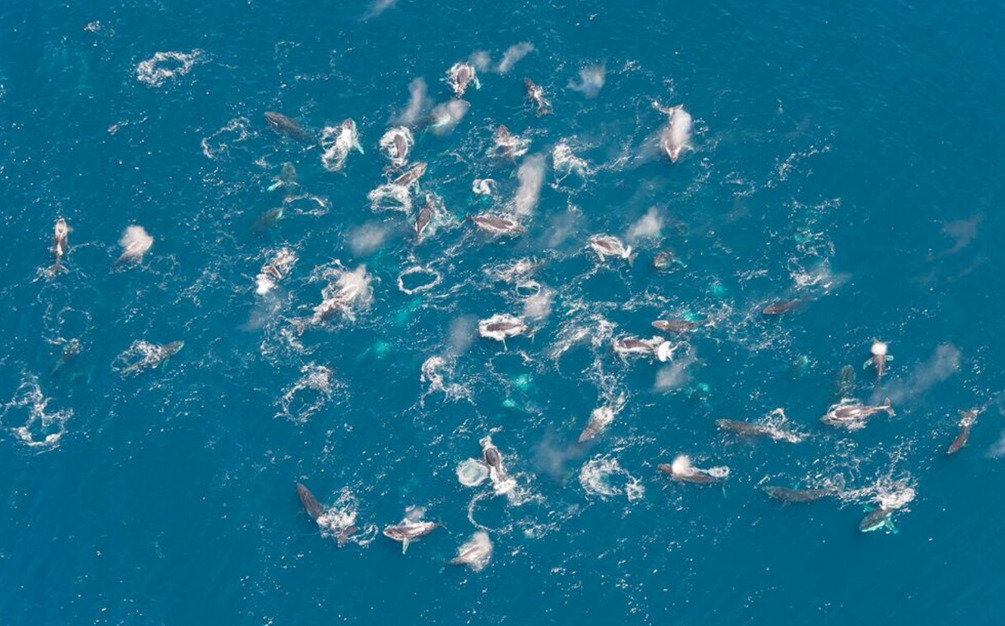 ¿Qué son los supergrupos y por qué ocurren?