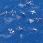 Las ballenas se reunieron en grupos de cientos de individuos y no se sabe la razón