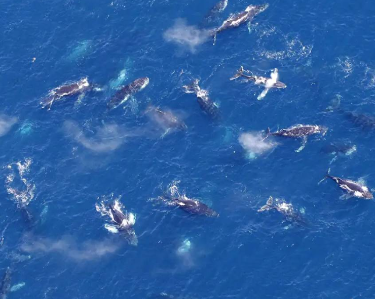 Las ballenas se reunieron en grupos de cientos de individuos y no se sabe la razón