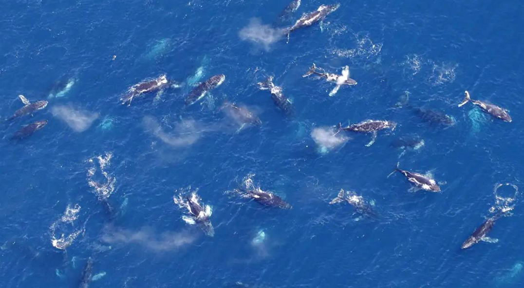 Las ballenas se reunieron en grupos de cientos de individuos y no se sabe la razón