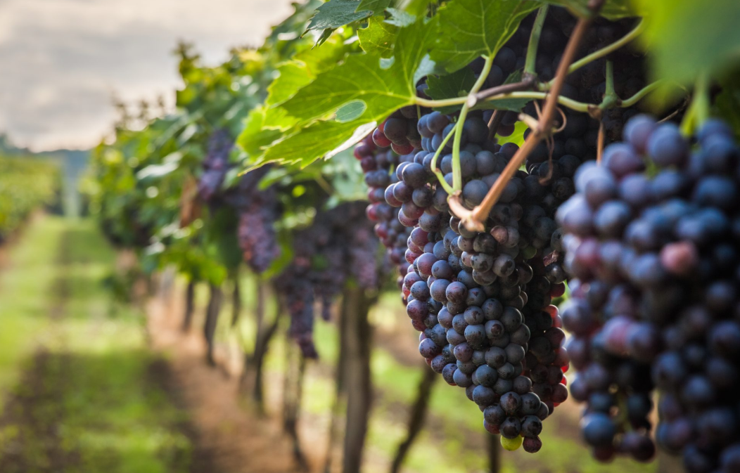 Beneficios ecológicos del plástico hecho de uvas