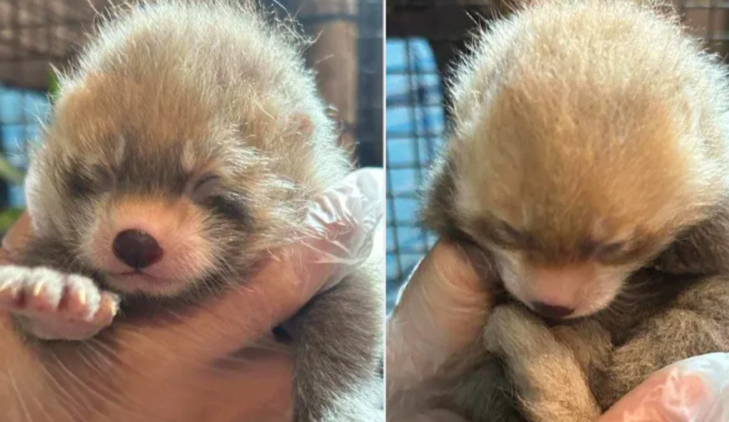 Un nacimiento lleno de cuidados y atención especializada