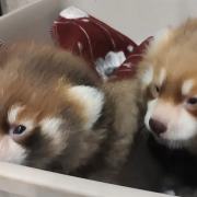 Nacen dos pandas rojos en Montana, son una especia en peligro de extinción