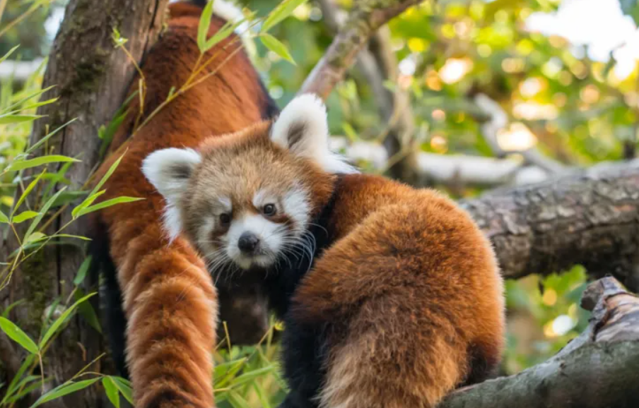 Pabu y Pavitra: los protagonistas del milagro