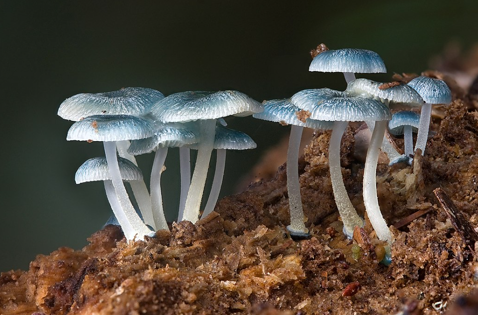 Características del hongo hallado