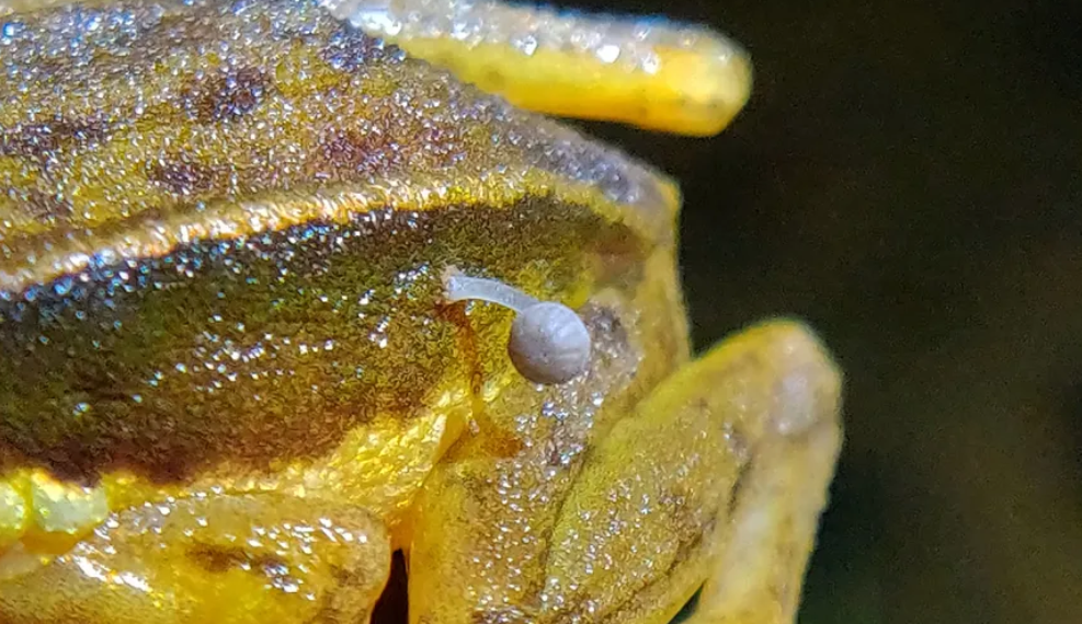 ¿Una nueva era para los hongos?