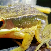 Un hongo crece sobre una rana y los expertos quedan sorprendidos