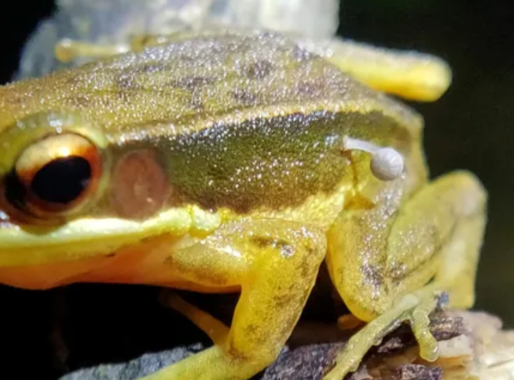 Un hongo crece sobre una rana y los expertos quedan sorprendidos