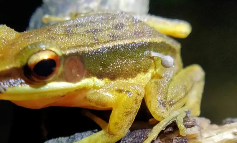 Un hongo crece sobre una rana y los expertos quedan sorprendidos