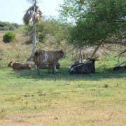Controlada la rabia bovina en la Península de Atasta