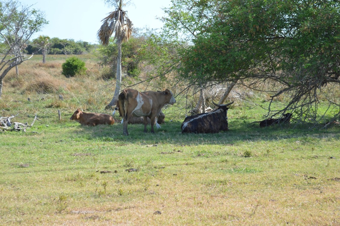 Controlada la rabia bovina en la Península de Atasta