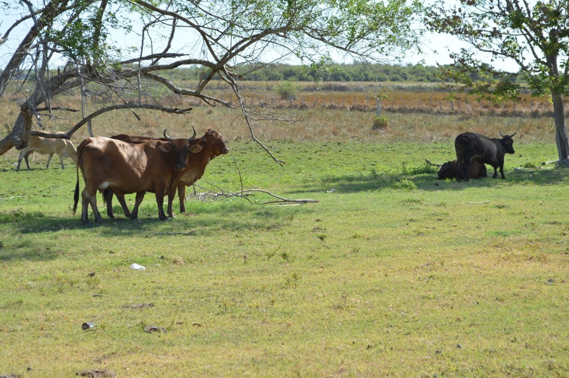 Controlada la rabia bovina en la Península de Atasta