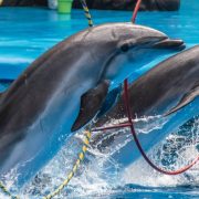 México prohíbe espectáculos de mamíferos marinos para cuidar de los animales