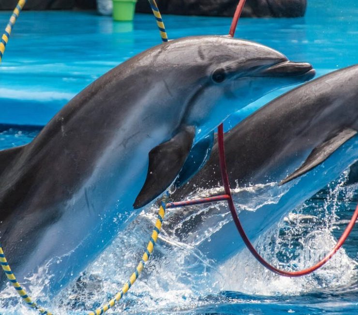 México prohíbe espectáculos de mamíferos marinos para cuidar de los animales