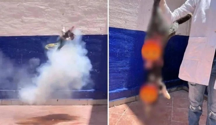 Estudiantes matan a gatito con pirotecnia y lo presumen