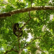 En la Península de Yucatán se carece de un Centro para llevar la fauna rescatada
