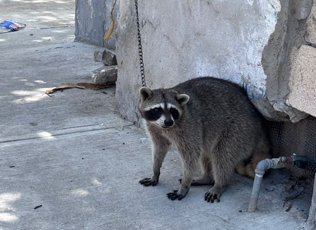 En la Península de Yucatán se carece de un Centro para llevar la fauna rescatada