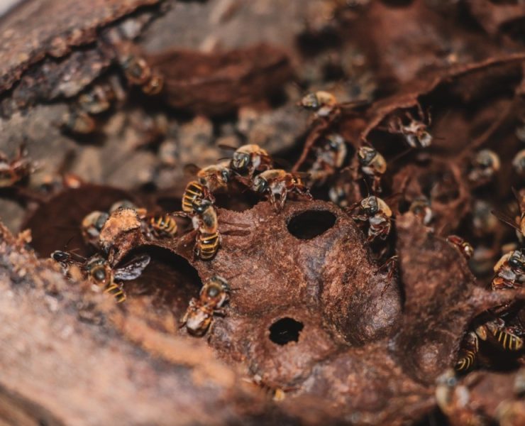 Compromiso Real: Gobierno del Estado reafirma compromiso con la apicultura yucateca