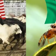 Plan binacional entre México y Estados Unidos alianza histórica contra gusano barrenador