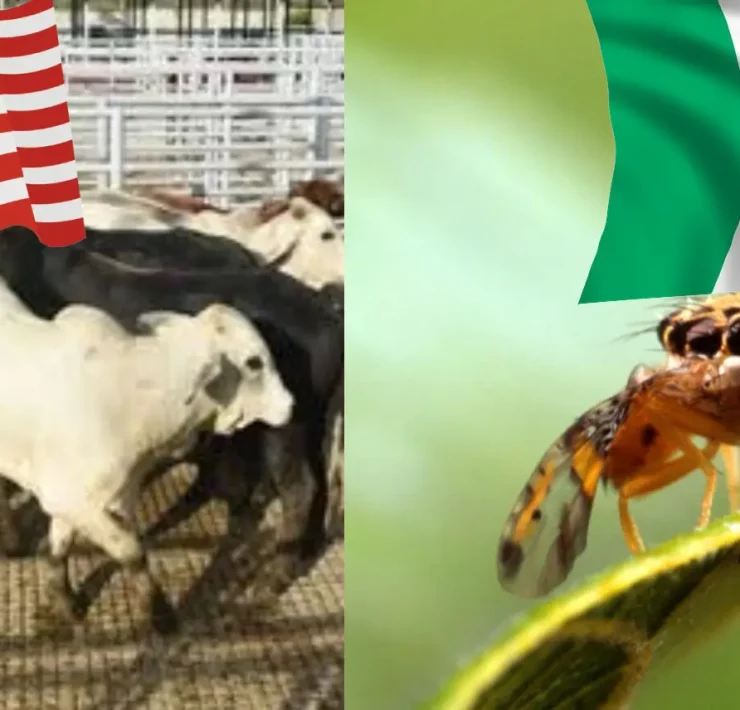 Plan binacional entre México y Estados Unidos alianza histórica contra gusano barrenador