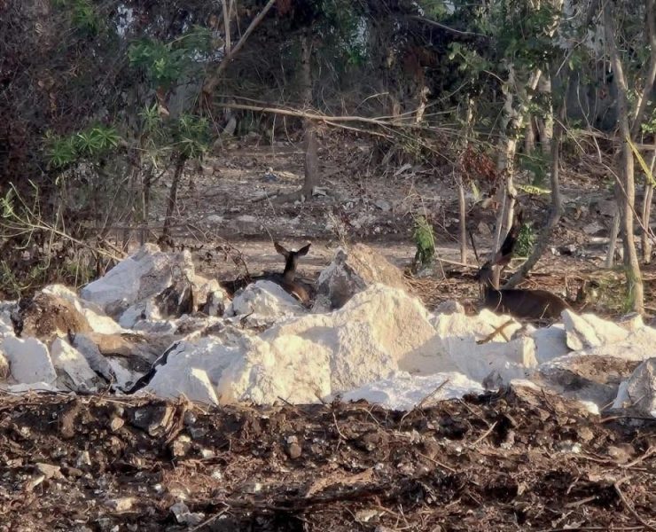 SEMA de Quintana Roo revocará autorización ambiental al desarrollo Legacy