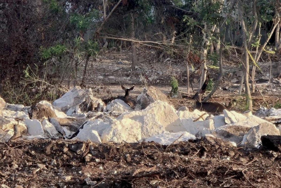 SEMA de Quintana Roo revocará autorización ambiental al desarrollo Legacy