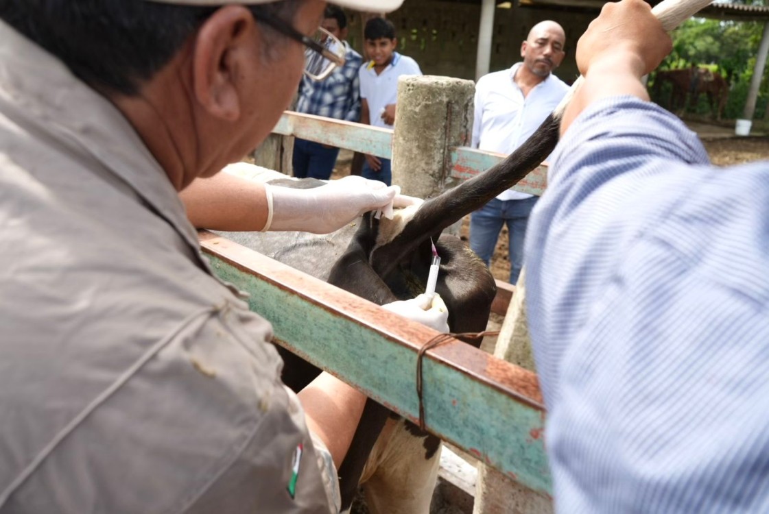 Vacunación del ganado