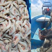 Marina asegura lancha con camarón vedado
