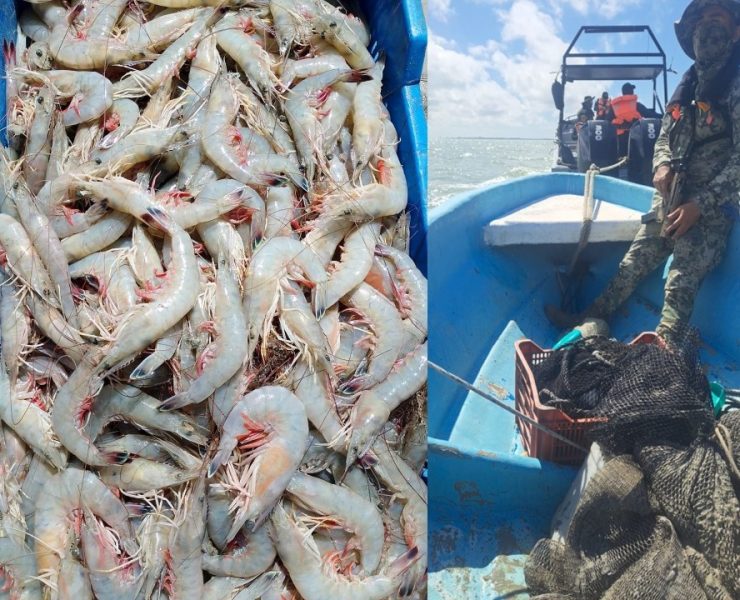 Marina asegura lancha con camarón vedado