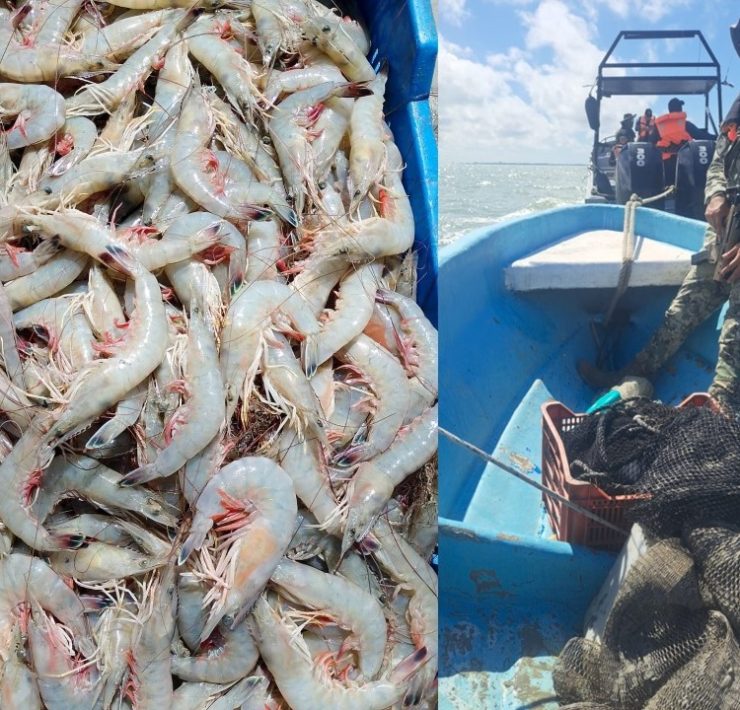 Marina asegura lancha con camarón vedado