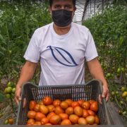 México fija precios mínimos de exportación para el tomate fresco tras fin de acuerdo con EUA