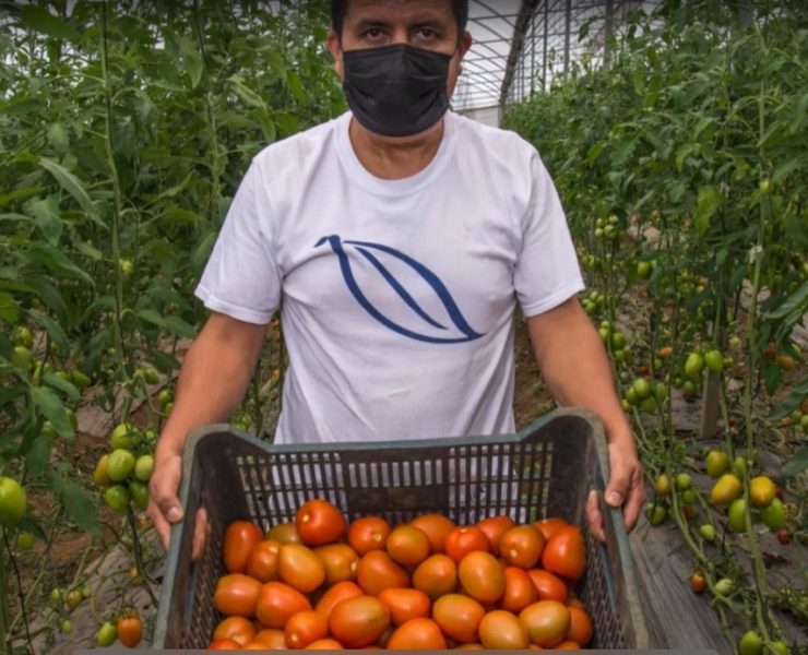 México fija precios mínimos de exportación para el tomate fresco tras fin de acuerdo con EUA