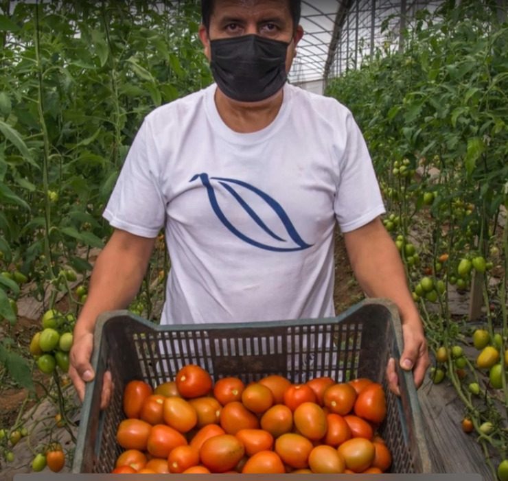 México fija precios mínimos de exportación para el tomate fresco tras fin de acuerdo con EUA