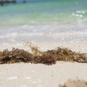 Yucatán será sede del Foro de Innovación Tecnológica Aplicada al Sargazo