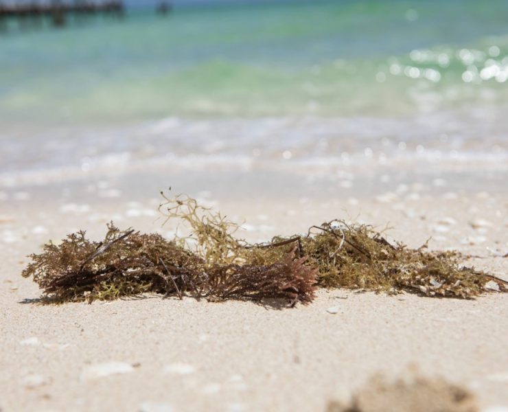 Yucatán será sede del Foro de Innovación Tecnológica Aplicada al Sargazo