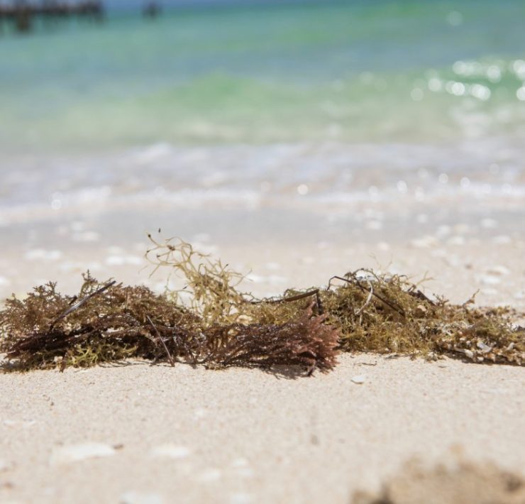 Yucatán será sede del Foro de Innovación Tecnológica Aplicada al Sargazo